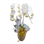 Anggrek-003